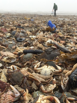 'Bạt ngàn' sao biển, tôm, cá chết phủ kín bãi biển nước Anh