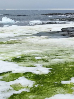 Tuyết màu xanh lục xuất hiện tại Nam Cực nói lên điều gì?