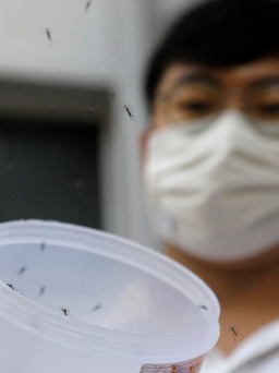 'Dĩ độc trị độc': dùng muỗi dập dịch sốt xuất huyết