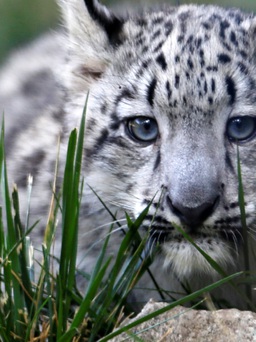 Động vật hoang dã toàn cầu giảm hơn 2/3 trong 50 năm qua
