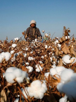 Mỹ cấm nhập khẩu bông vải từ nhà sản xuất Trung Quốc tại Tân Cương