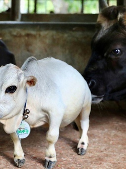 Con bò lùn nhất thế giới thu hút người xem bất chấp dịch Covid-19