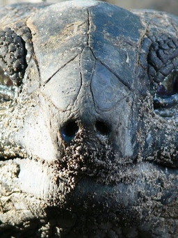 Phát hiện 'hết hồn': rùa khổng lồ ăn cỏ bất ngờ săn chim non để ăn thịt