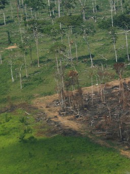 Bất chấp cam kết khí hậu, nạn phá rừng tại Amazon vẫn tăng hơn 20%
