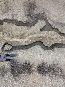 Phát hiện hóa thạch 'rồng biển' 180 triệu năm tuổi tại Anh