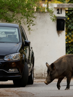 Lợn rừng 'đại náo' nhiều thành phố Tây Ban Nha, thú ý phải ra tay