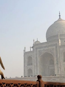 Đàn khỉ 'khủng bố' du khách viếng đền Taj Mahal ở Ấn Độ