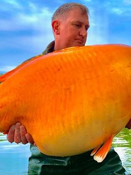 Con cá vàng khổng lồ bậc nhất thế giới vừa sa vào tay cần thủ