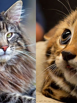 14 giống mèo quý hiếm có thể bạn chưa từng nghe tên