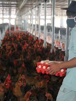 Cục Quản lý cạnh tranh 'trách' người chăn nuôi phản ứng 'gà Mỹ bán phá giá' quá chậm
