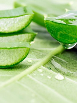 Nha đam, thần dược cho sắc đẹp và sức khoẻ