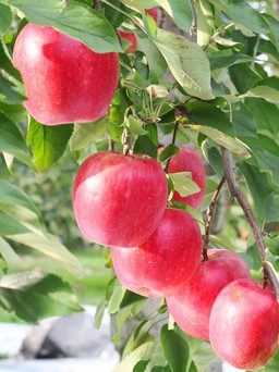 Hội chợ thực phẩm Aomori Nhật Bản 2018