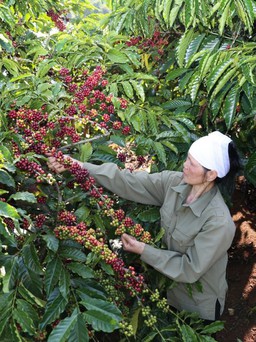 Nescafé ra mắt sản phẩm cà phê pha phin