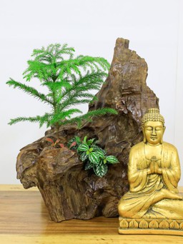 Xu hướng trang trí ngày xuân với tiểu cảnh Thiền