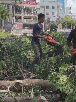 Cận cảnh hàng cây xà cừ khoảng 37 năm tuổi ở Tây Ninh bị chặt bỏ