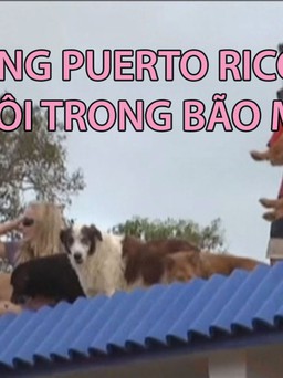 Gửi con cho bạn, vợ chồng Puerto Rico cứu 7 chó, 8 mèo trong bão Maria