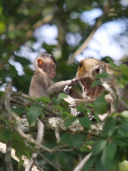 Toàn cảnh đàn khỉ “đại náo” trong Tòa Thánh Cao Đài Tây Ninh