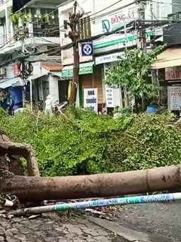 Hàng loạt cây xanh trên đường Võ Thị Nhờ bị bật gốc, gãy trong mưa dông