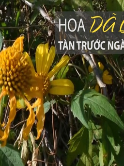 Hoa dã quỳ tàn trước ngày lễ hội