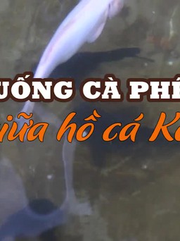 Uống cà phê giữa hồ cá Koi