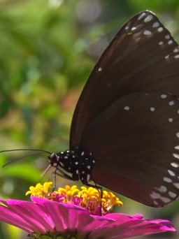 Ra mắt vườn bướm đầu tiên ở Khánh Hòa