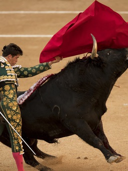 Trường đấu bò tót ở Madrid có ngày tưng bừng hiếm hoi giữa dịch Covid-19