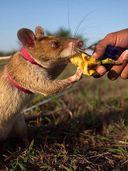 Lứa chuột mới để rà phá bom mìn đang được huấn luyện ở Campuchia