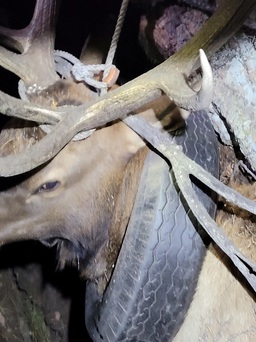 Nai sừng xám được giải thoát sau 2 năm 'đeo gông' lốp xe ở cổ