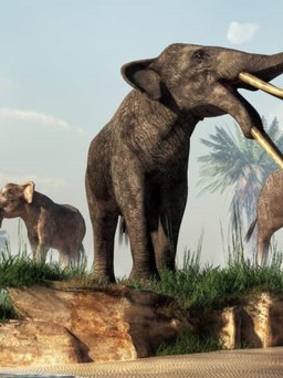 Họ hàng voi 12.000 năm trước to cỡ nào?