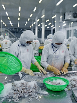 Hà Lan dẫn đầu EU về nhập khẩu thủy sản của Việt Nam