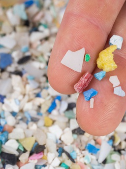 Chúng ta nuốt phải bao nhiêu vi nhựa mỗi ngày?