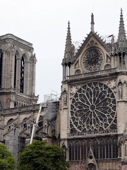Cầu kỳ chọn gỗ sồi trăm tuổi dựng lại tháp Nhà thờ Đức Bà Paris