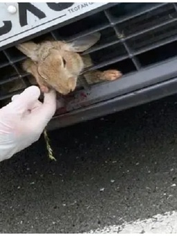 Con thỏ 'cao số' sống sót dù bị xe tông, kẹt trong mặt nạ ô tô suốt 50 km