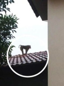 Thái Bình: Khỉ xổng chuồng cắn chết chó, tấn công trẻ em
