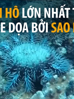 Rạn san hô lớn nhất thế giới bị sao biển đe dọa