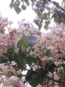 Say đắm hoa trẩu trắng muốt trên triền núi Khe Sanh