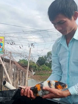 Kiếm 300 triệu đồng/năm nhờ nuôi cá Koi