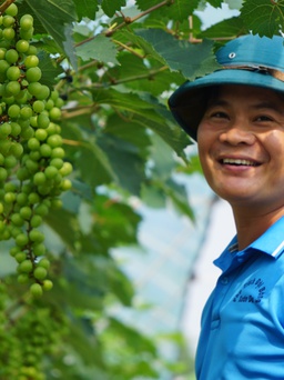 Anh thanh niên đánh liều 'đổ' tiền tỉ vào 2 giống nho 'quý tộc' và cái kết...