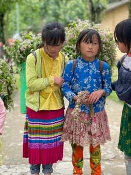 Người Sài Gòn có thể đi Hà Giang đúng mùa hoa tam giác mạch với điều kiện đơn giản
