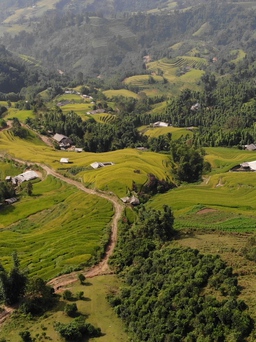 Cánh đồng vàng như rót mật trên sườn núi Hà Giang