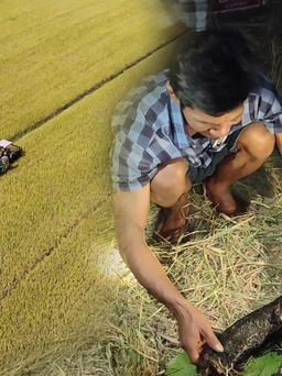 Về miền Tây, ra đồng trải nghiệm ‘đêm giữ lúa’ cùng nông dân miệt vườn