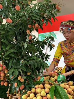 Giữa ‘tâm dịch”, Bắc Giang vẫn tiêu thụ 16.500 tấn vải thiều