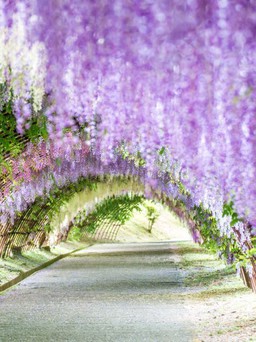 Những loài hoa tuyệt đẹp cho du khách chiêm ngưỡng mùa xuân Nhật Bản