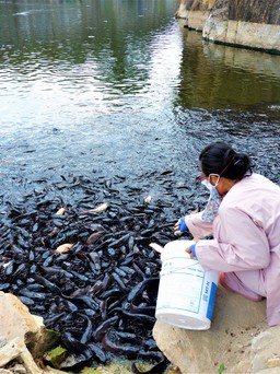 Hàng ngàn con cá trê nổi lên 'xin ăn' ở miền Tây