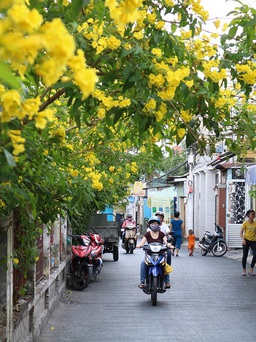 Những cung đường Sài Gòn rợp sắc hoa