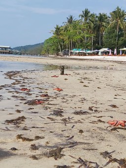 Nóng trên mạng xã hội: Thực hư chuyện sao biển chết trên bờ biển Phú Quốc