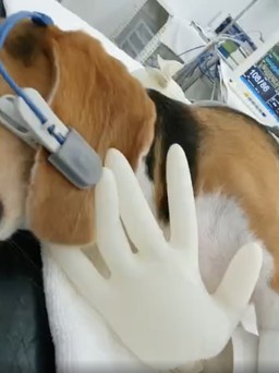 Thú cưng nghi trúng độc chết ở Thảo Điền: Chất độc có thể gây hại cả người
