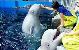 Hè này tới chơi với alpaca đáng yêu, thăm các sinh vật biển tại Hàn Quốc