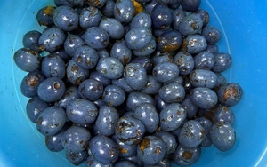 Trái cọ vào mùa: Ăn sao cho đúng để không rát cổ?