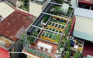 Sợ thực phẩm bẩn, mẹ trồng vườn cây sum suê trên sân thượng cho con ăn